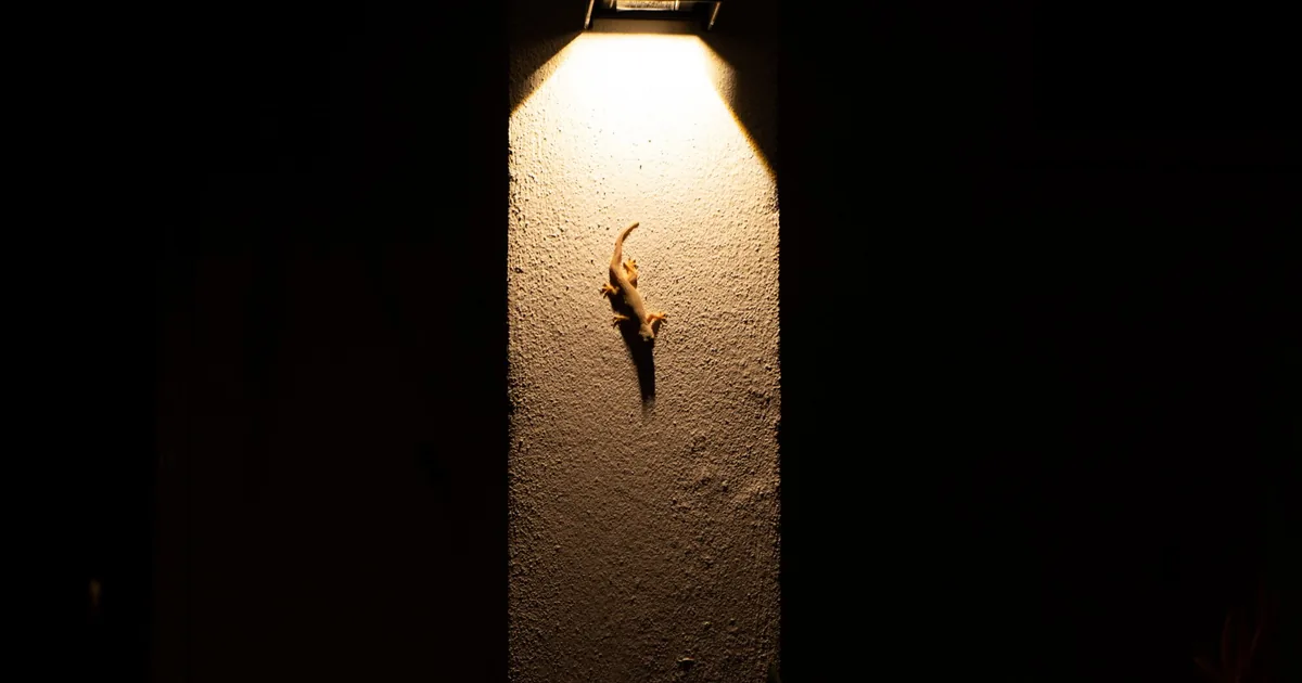 Knocking in the walls at night: a quiet breakdown without panic